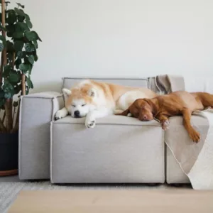 Furniture for Homes with Pets