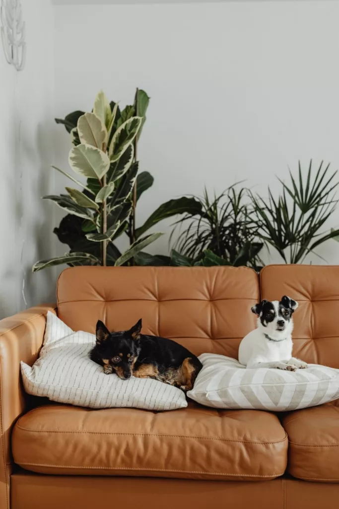 Best Furniture for Homes with Pets